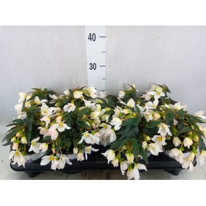 Begonia boliv. 'Beauvilia White'