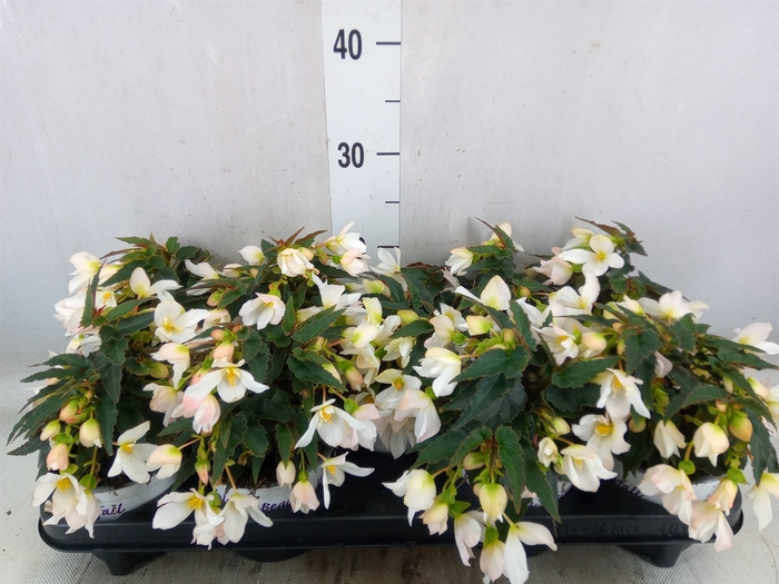 <h4>Begonia boliv. 'Beauvilia White'</h4>