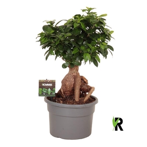 Ficus Ginseng