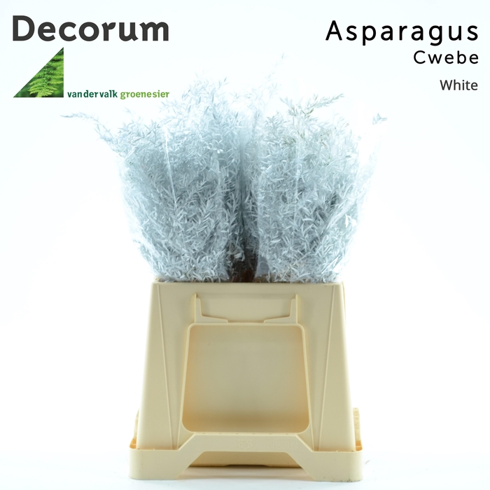 <h4>ASP DE CWEBE KLB  H%</h4>