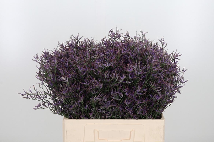 <h4>Lim Saf Dark Blue 60 20</h4>