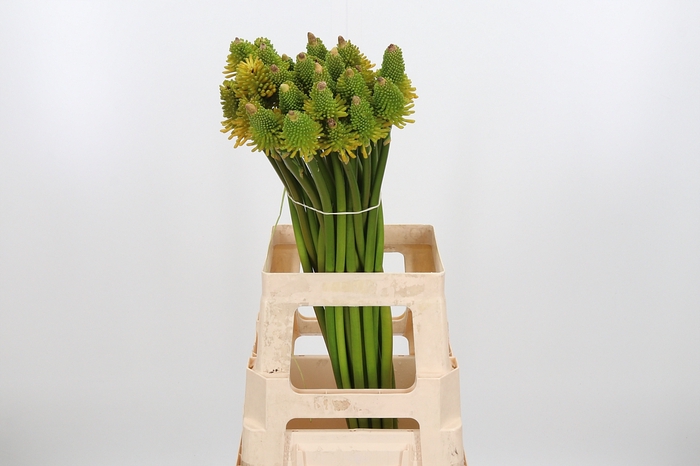 <h4>Knip Mag Hap Hallowe</h4>