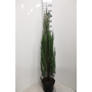 Juniperus scopulorum 'Blue Arrow' P29 potgedrukt