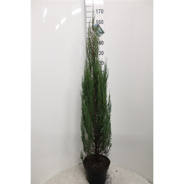 <h4>Juniperus scopulorum 'Blue Arrow' P29 potgedrukt</h4>