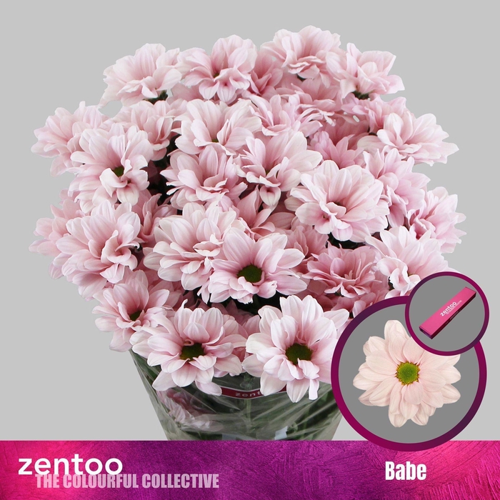 <h4>Chrysanthemum TR 'Babe'</h4>