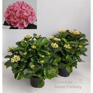 Hydrangea Hovaria Sweet Fantasy Garden 19cm