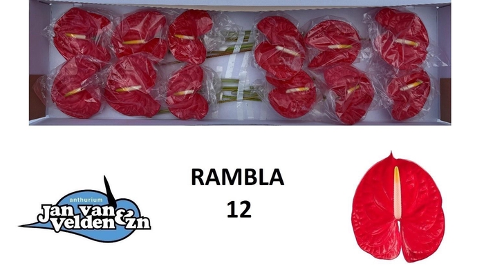 <h4>ANTH A RAMBLA</h4>