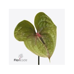 Anthurium pistache