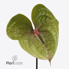 <h4>Anthurium pistache</h4>