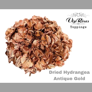 DRIED HYDRANGEA ANTIQUE GOLD