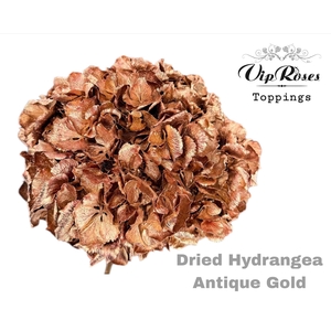 DRIED HYDRANGEA ANTIQUE GOLD