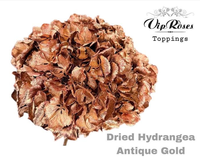 DRIED HYDRANGEA ANTIQUE GOLD