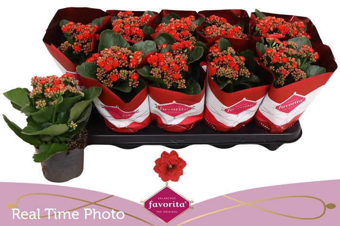 <h4>KAL GE PERFECTA RED</h4>