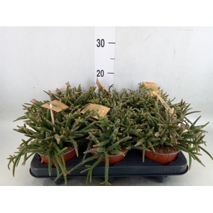 Rhipsalis baccifera subsp. horrida