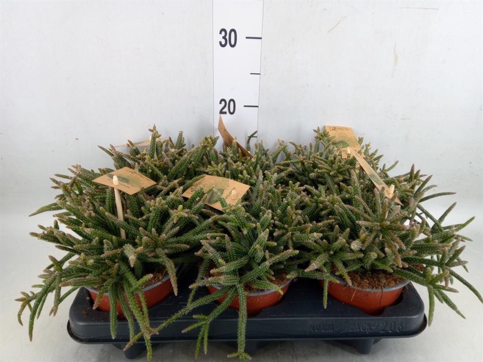 <h4>Rhipsalis baccifera subsp. horrida</h4>
