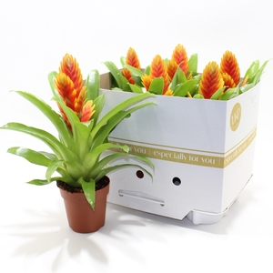 VRIES INTENSO APRICO