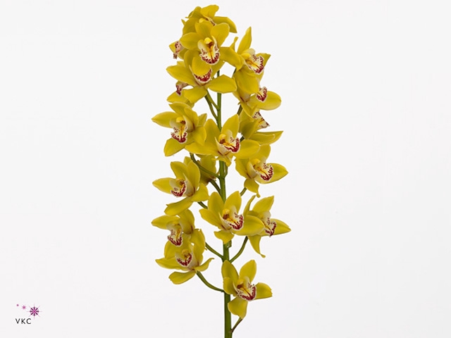 Cymbidium Pamela