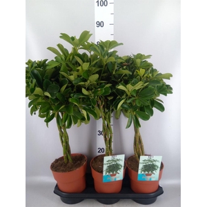 Schefflera arbor. 'Compacta'