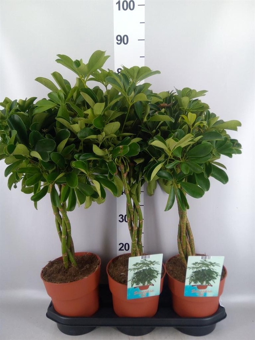 <h4>Schefflera arbor. 'Compacta'</h4>