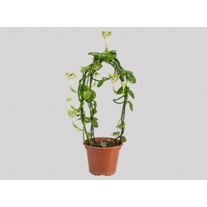 CEROPEGIA SANDERSONII P15