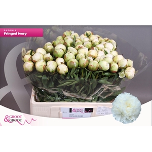 Paeonia Fringed Ivory