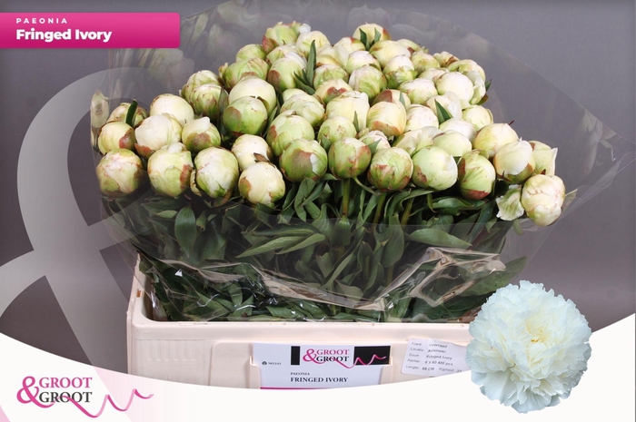 <h4>Paeonia Fringed Ivory</h4>