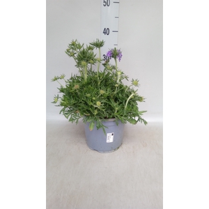Scabiosa japonica