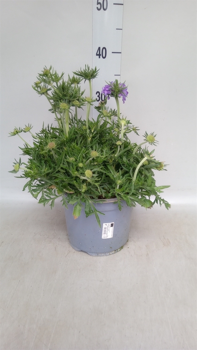 Scabiosa japonica