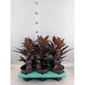 Cordyline fruti. 'Tango'