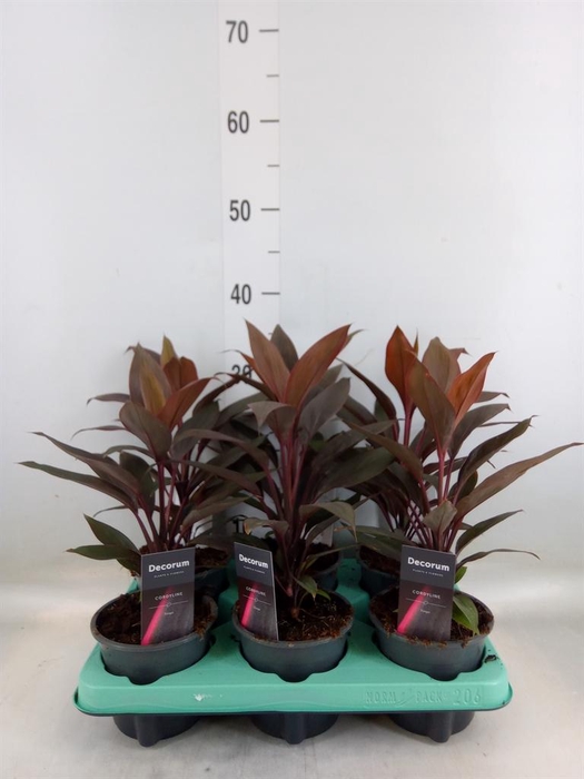 <h4>Cordyline fruti. 'Tango'</h4>