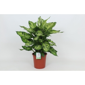 Dieffenbachia Sublime