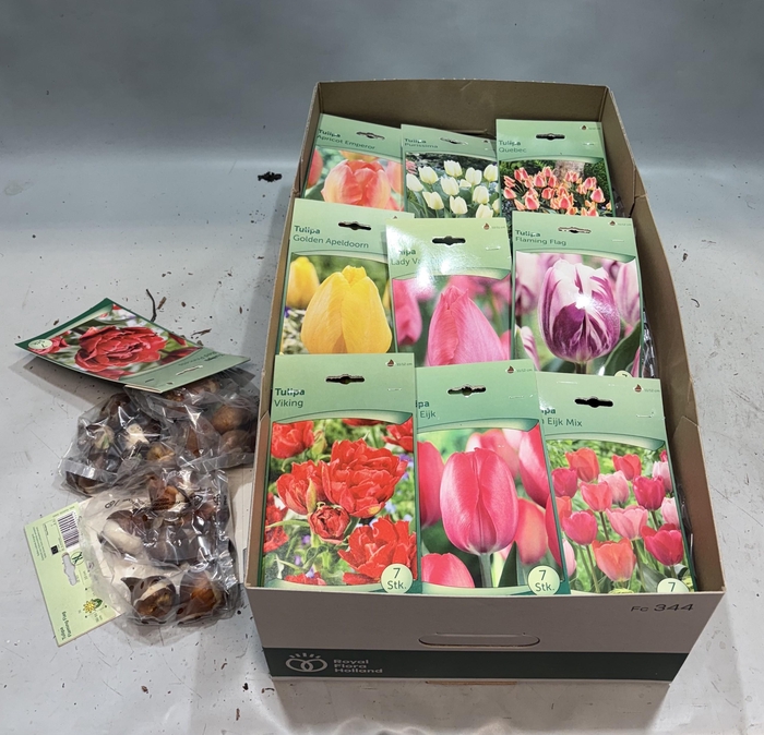 <h4>BLOEMBOL TULIPA</h4>