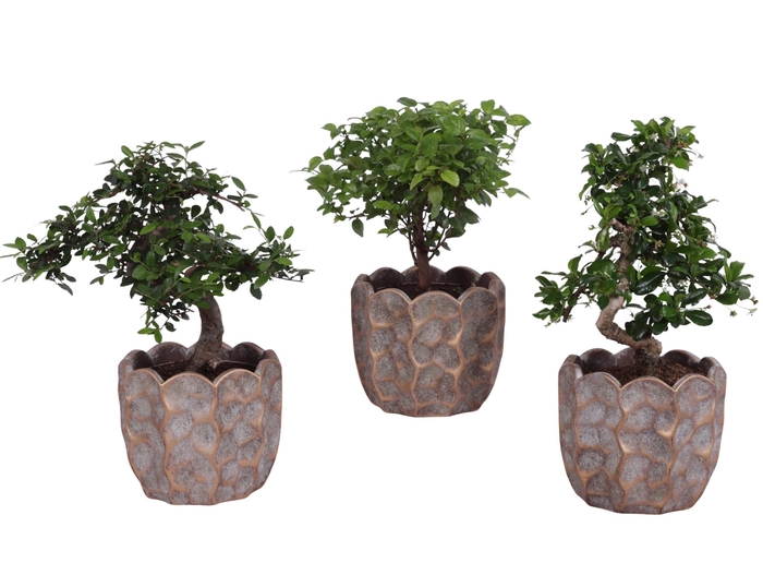 <h4>Bonsai (Indoor) Gemengd Keramiek</h4>