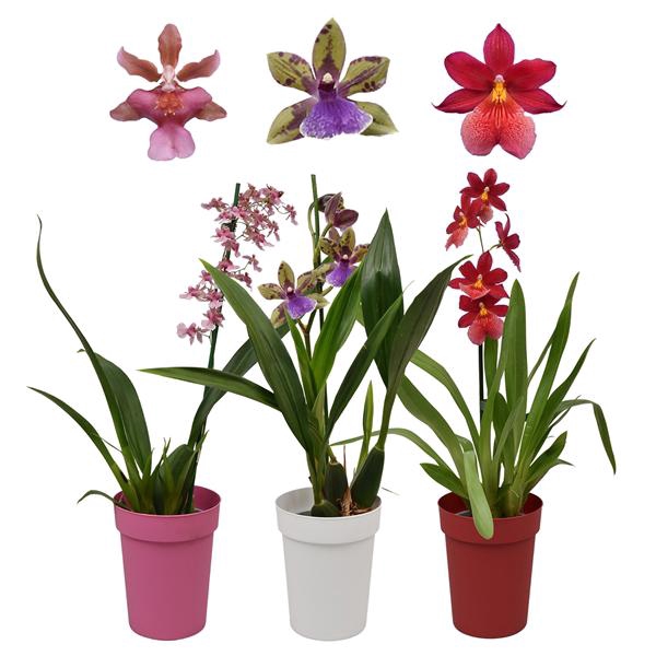 <h4>Orchideeën mix 1 tak met witte, rode en roze kunstof pot</h4>