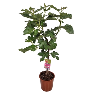 FICUS CARICA