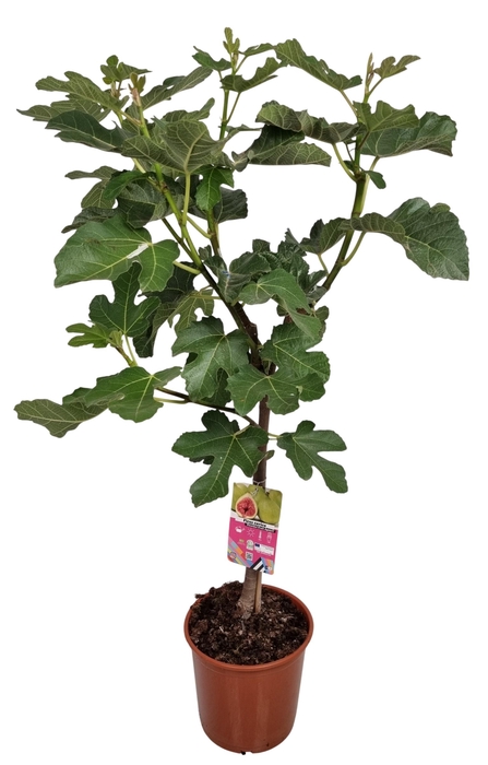 <h4>FICUS CARICA</h4>