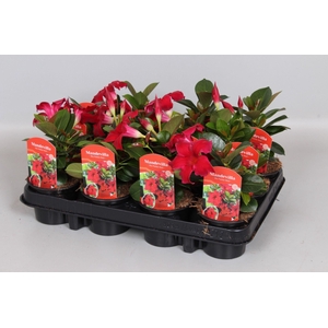 Mandevilla Rio Petite Red