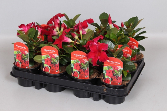 <h4>Mandevilla Rio Petite Red</h4>