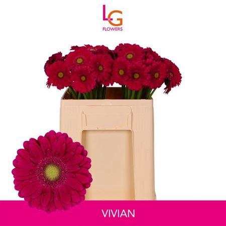 <h4>Ge Mi Vivian</h4>