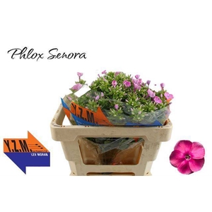 PHLOX P SENORA