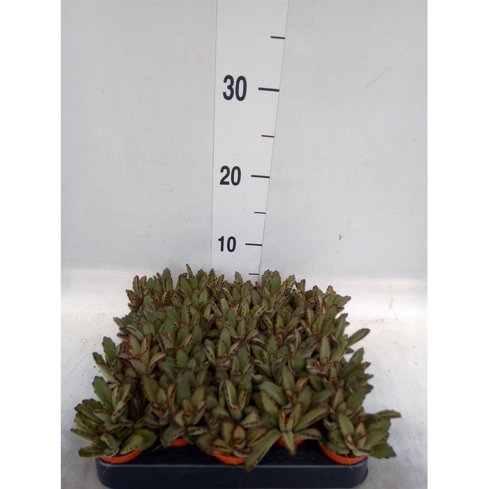<h4>Kalanchoe NF   ...</h4>