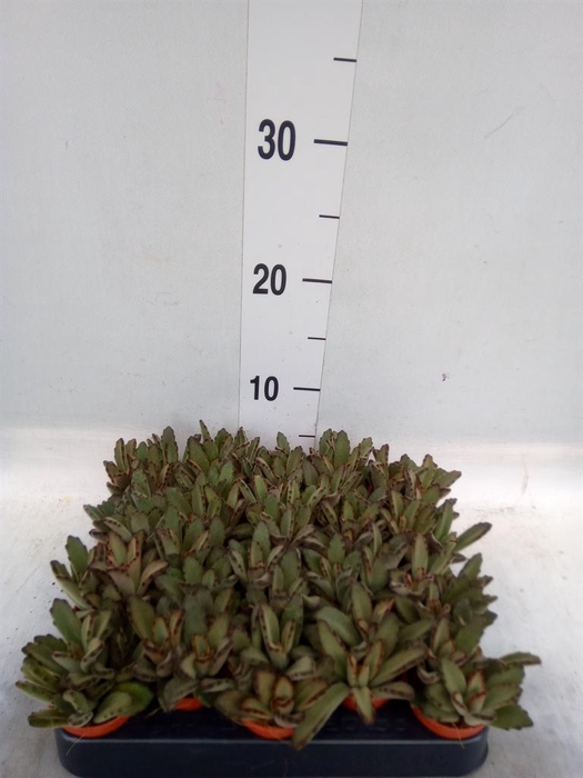 <h4>Kalanchoe NF   ...</h4>