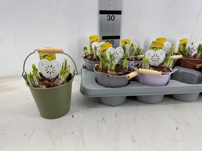 <h4>ARR PL IN SCHAAL</h4>