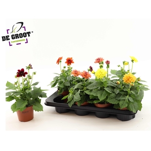 DAHLIA MIXK 5 KL