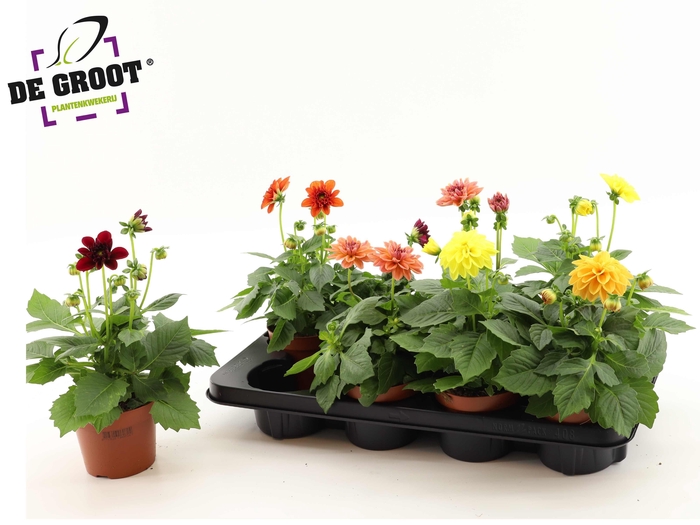 <h4>DAHLIA MIXK 5 KL</h4>