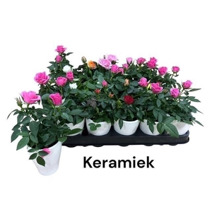 ARR ROSA POT