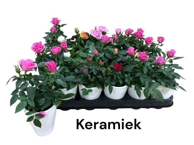 <h4>ARR ROSA POT</h4>