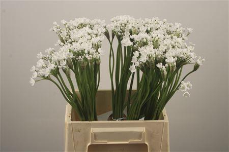 <h4>Allium Flocon</h4>