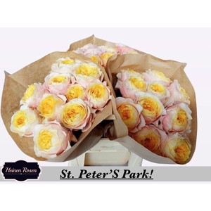 R GR ST PETERS PARK!