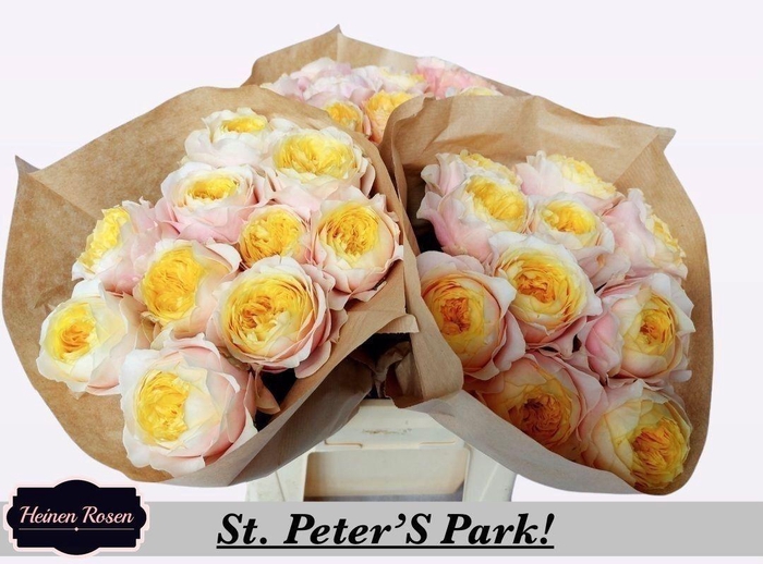 <h4>R GR ST PETERS PARK!</h4>